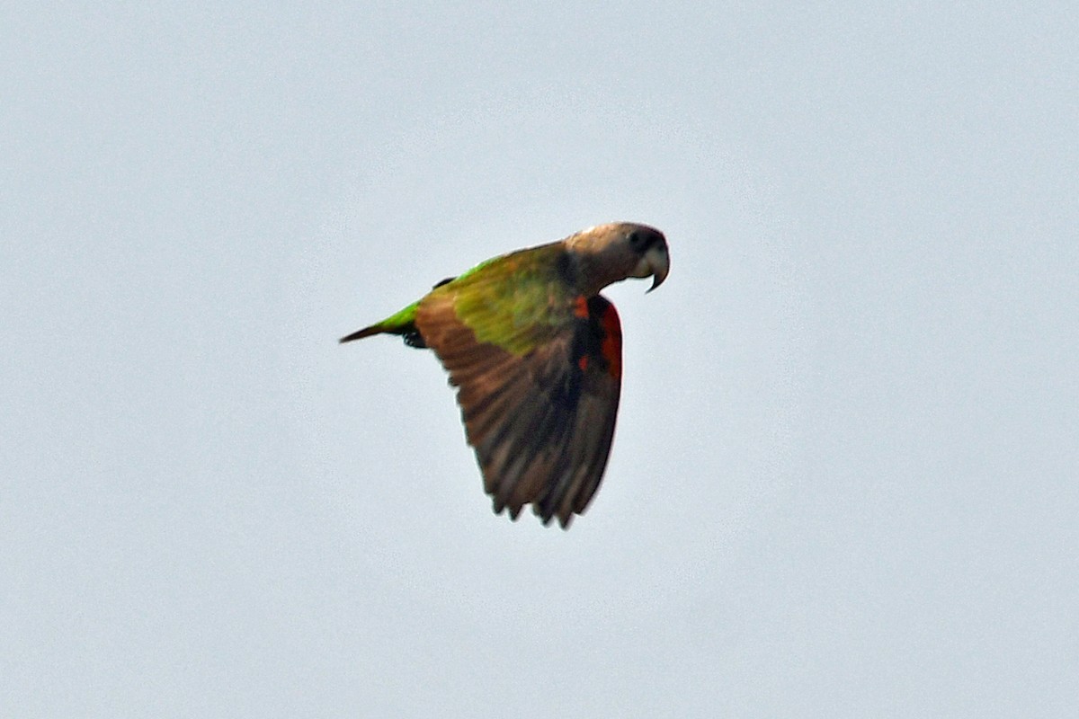 Brown-necked Parrot - ML622454725