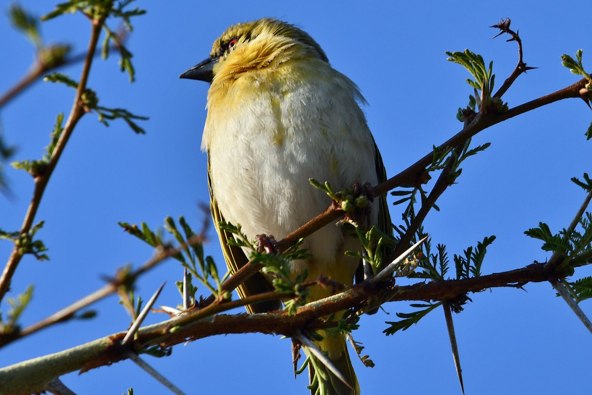 Southern Masked-Weaver - ML622454737