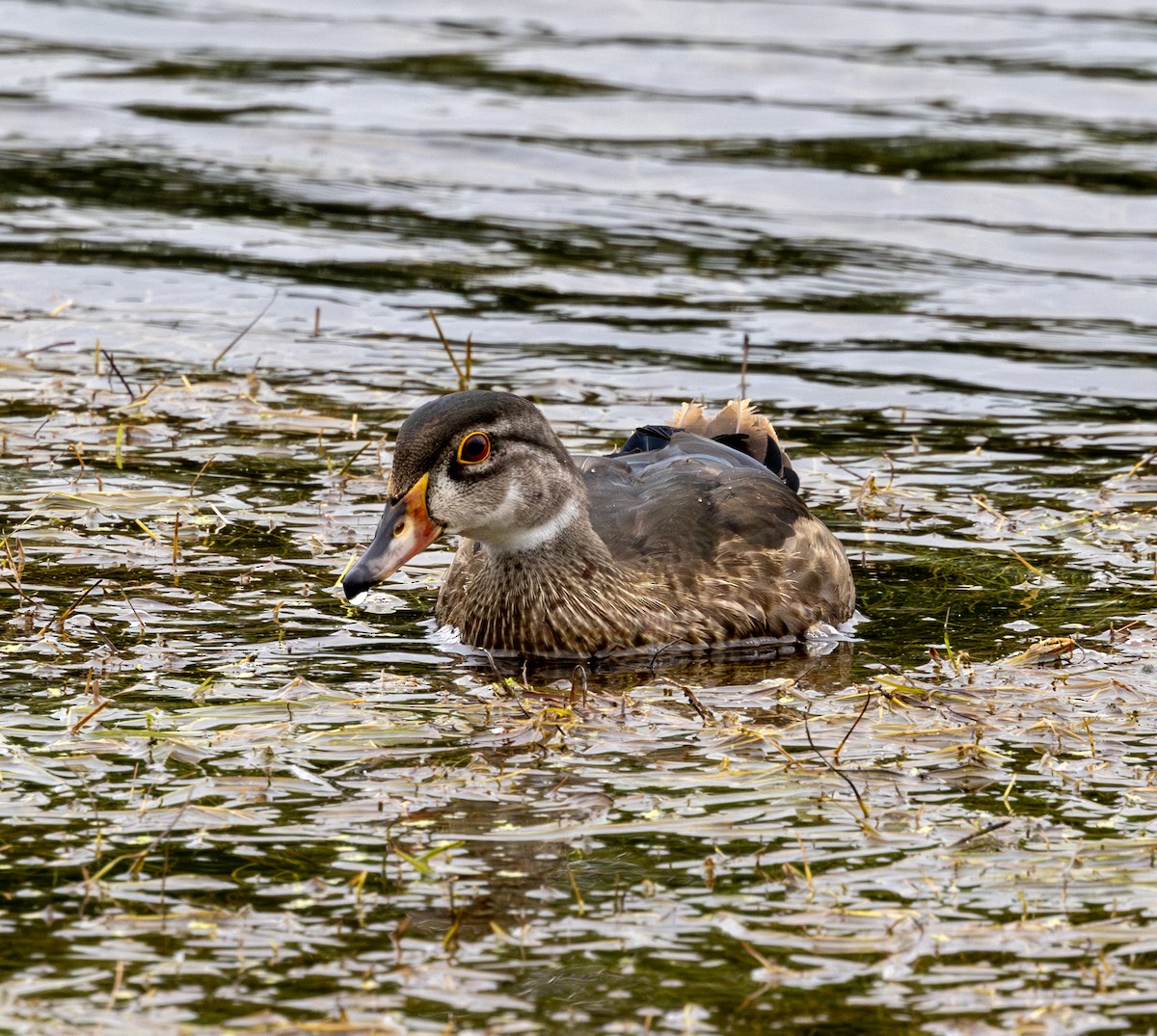 Wood Duck - ML622454740