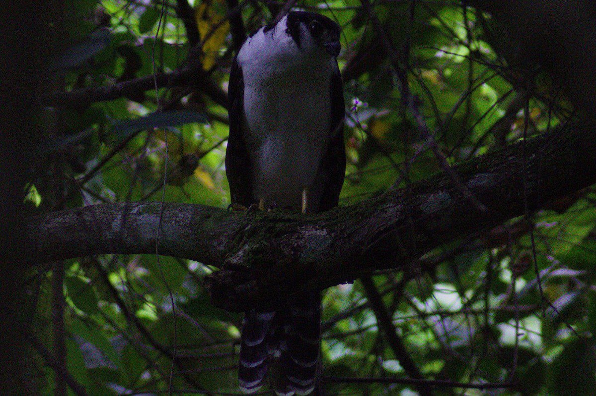 Collared Forest-Falcon - ML622454743