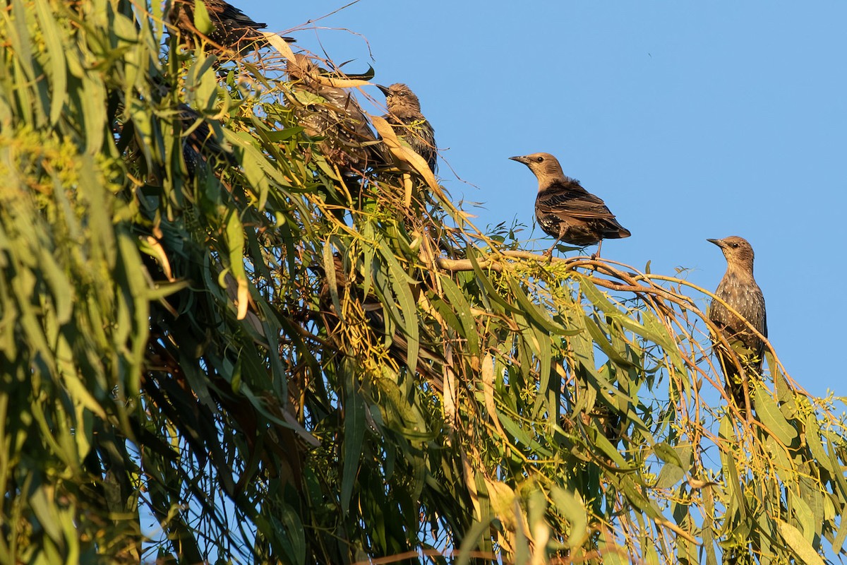 Spotless Starling - ML622454778