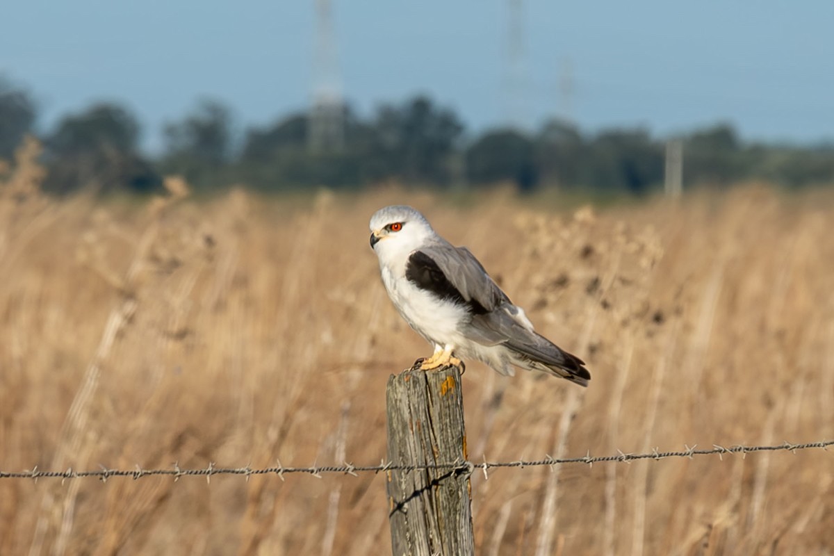 Black-winged Kite - ML622454797