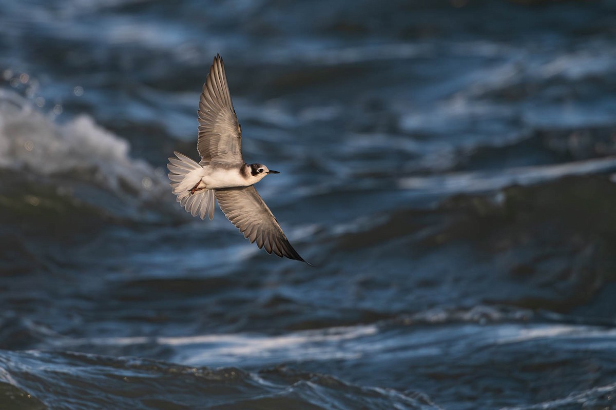 Black Tern - Ryan Griffiths