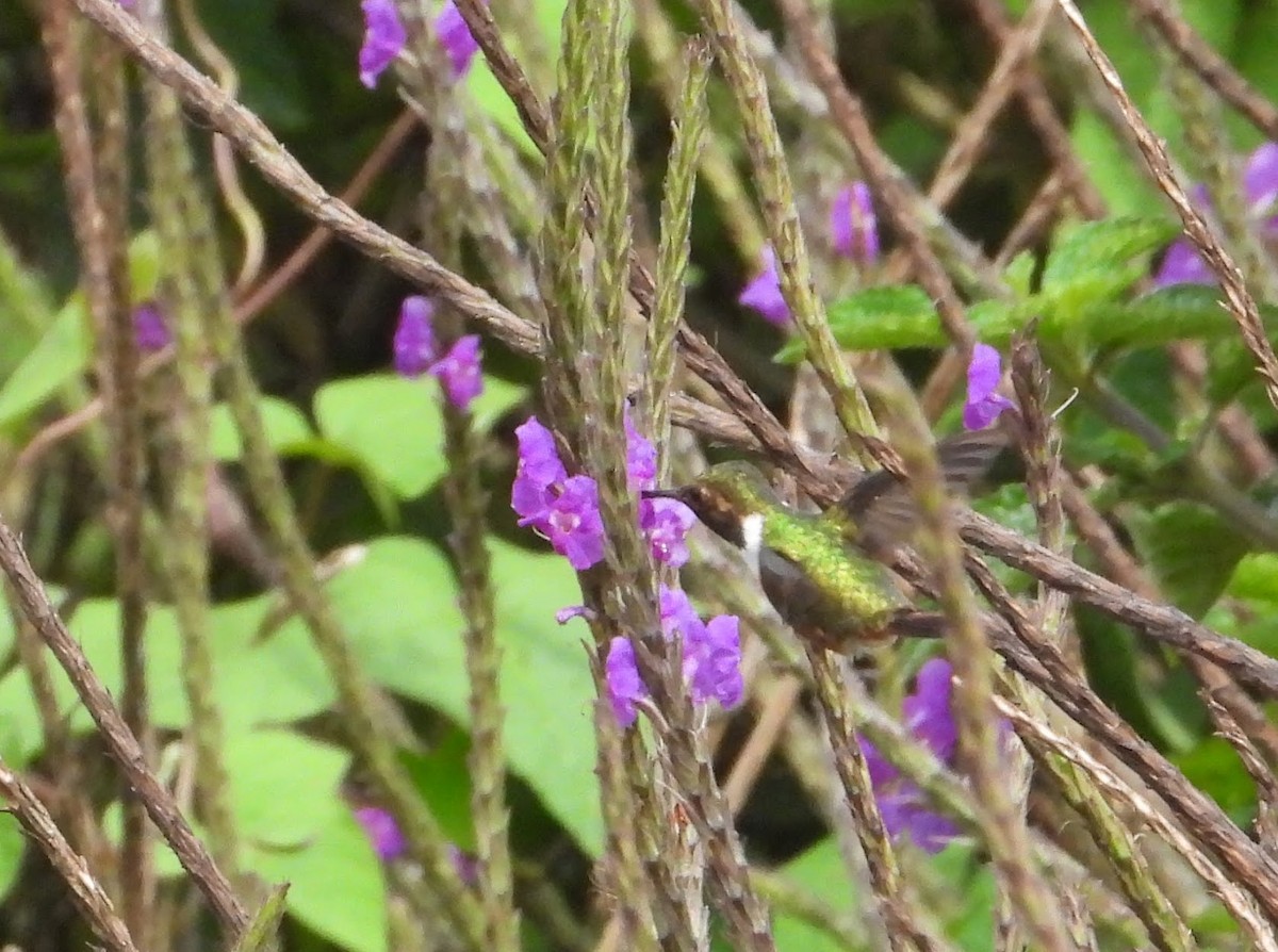 Volcano Hummingbird - ML622454823