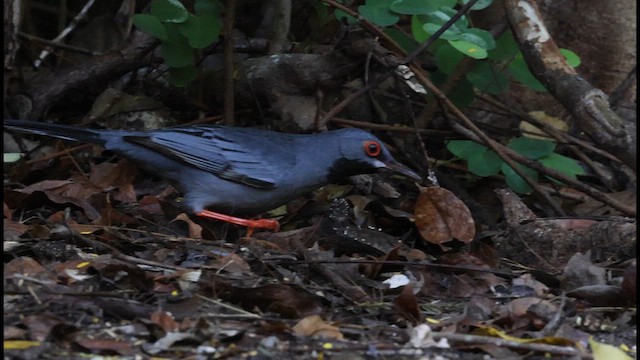 Western Red-legged Thrush (Bahamas) - ML622454824
