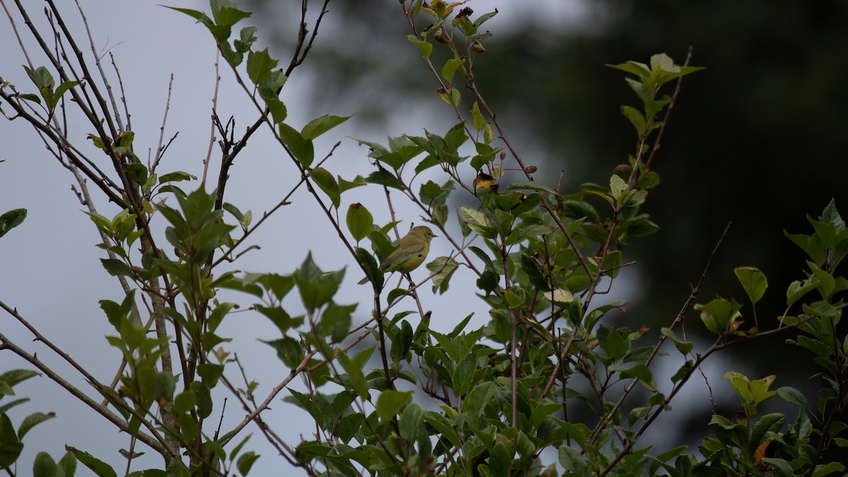 Orange-crowned Warbler - ML622454827