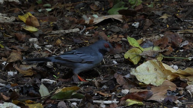 Western Red-legged Thrush (Bahamas) - ML622454829