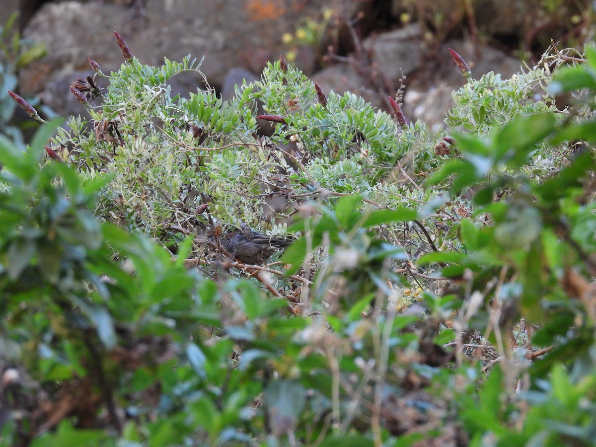 Rusty-crowned Tit-Spinetail - ML622454837