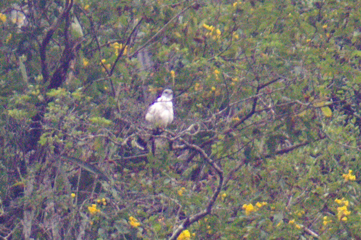 Gray-backed Hawk - ML622454877