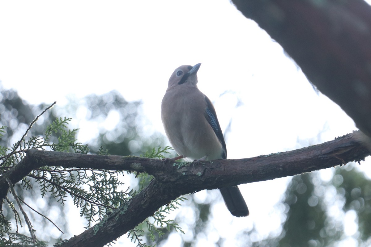 Eurasian Jay - ML622454898