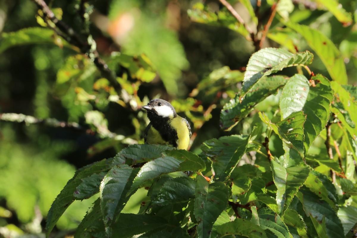 Green-backed Tit - ML622454914