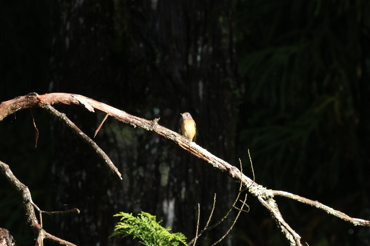 Ferruginous Flycatcher - ML622454919