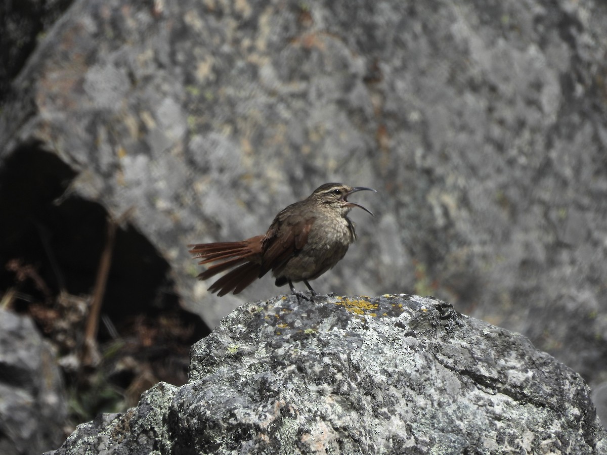 Striated Earthcreeper - ML622454946