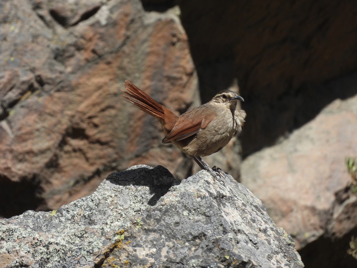 Striated Earthcreeper - ML622454948