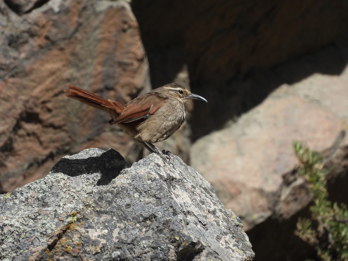 Striated Earthcreeper - ML622454949