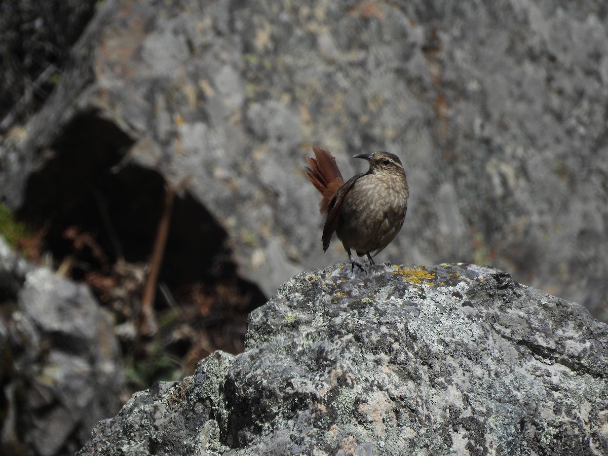 Striated Earthcreeper - ML622454950