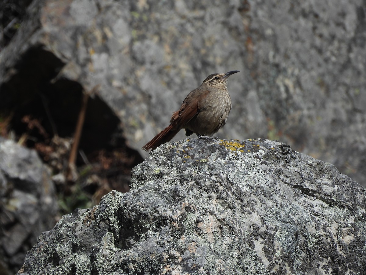 Striated Earthcreeper - ML622454951