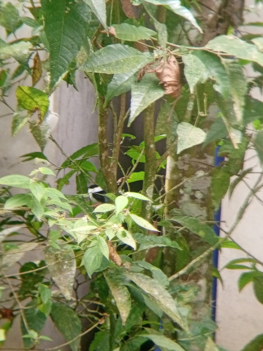 White-bearded Manakin - ML622455003