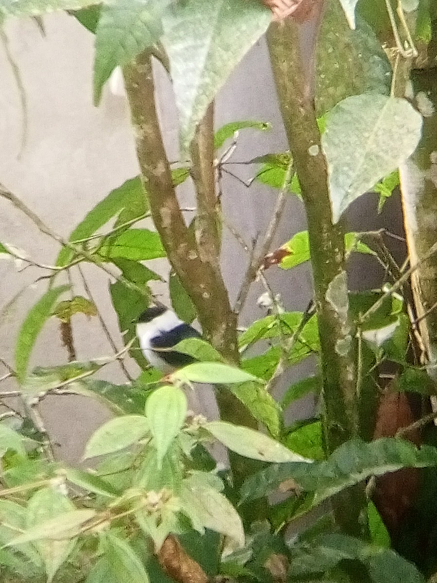 White-bearded Manakin - ML622455015
