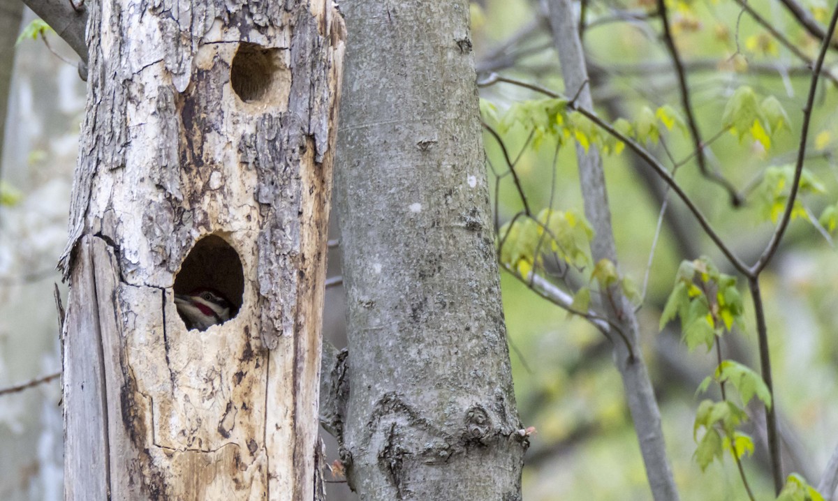 Pileated Woodpecker - ML622455318