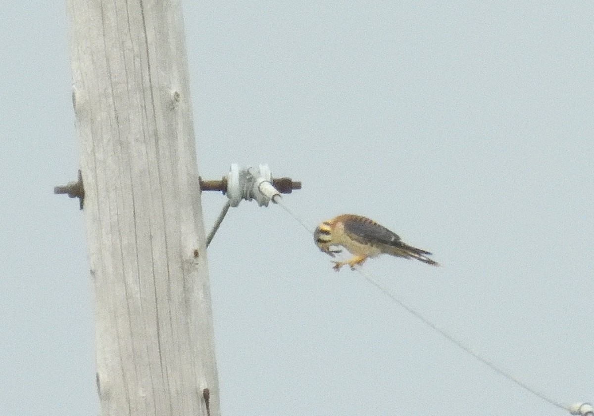 American Kestrel - ML622455423