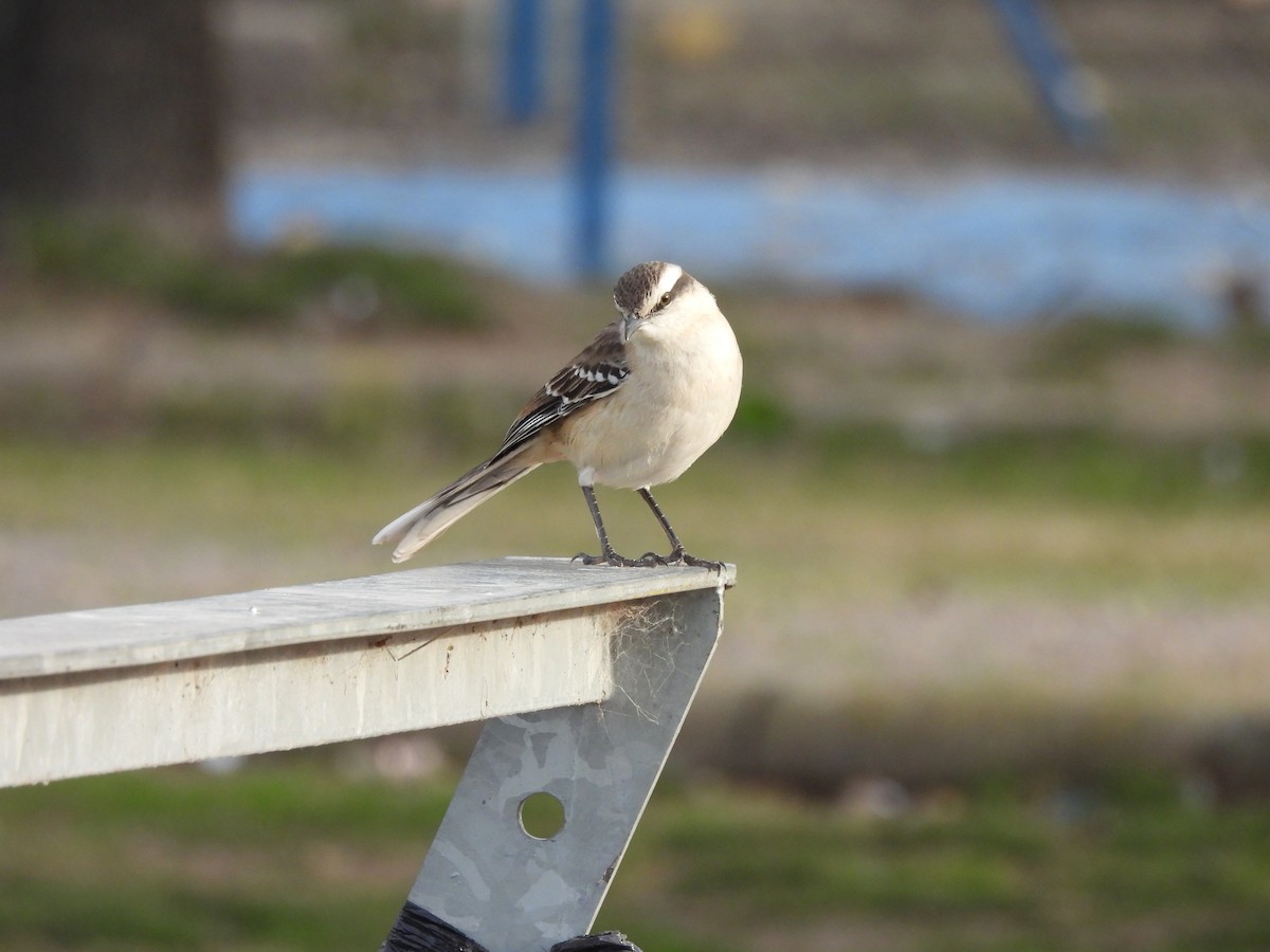 Chalk-browed Mockingbird - ML622455563