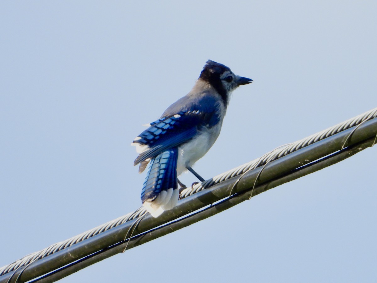 Blue Jay - ML622455591
