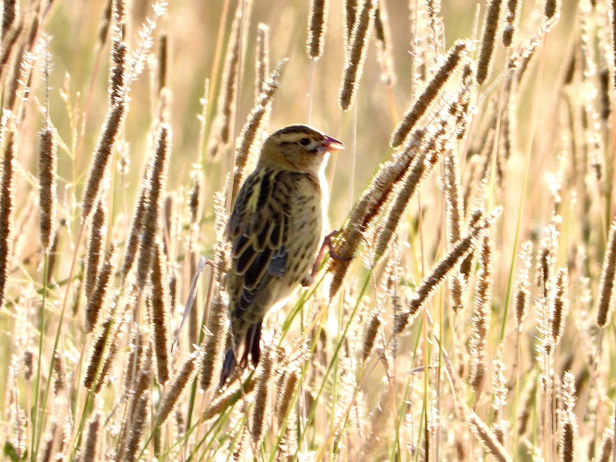 Bobolink - ML622455596