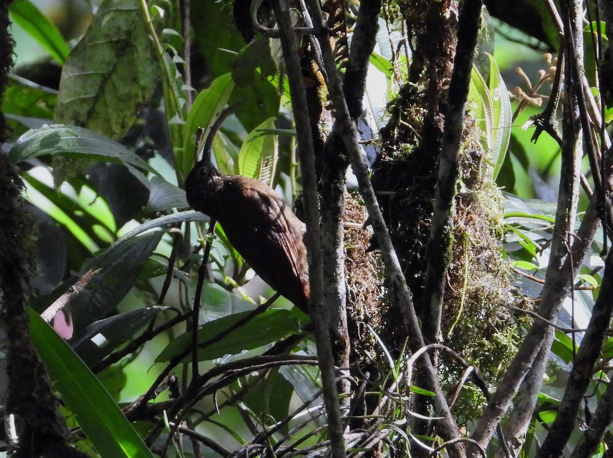 Brown-billed Scythebill - ML622455656