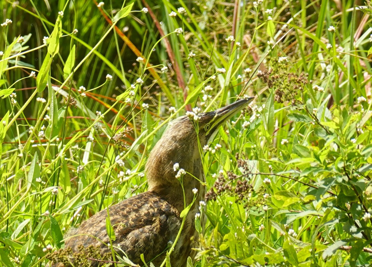 American Bittern - ML622455699