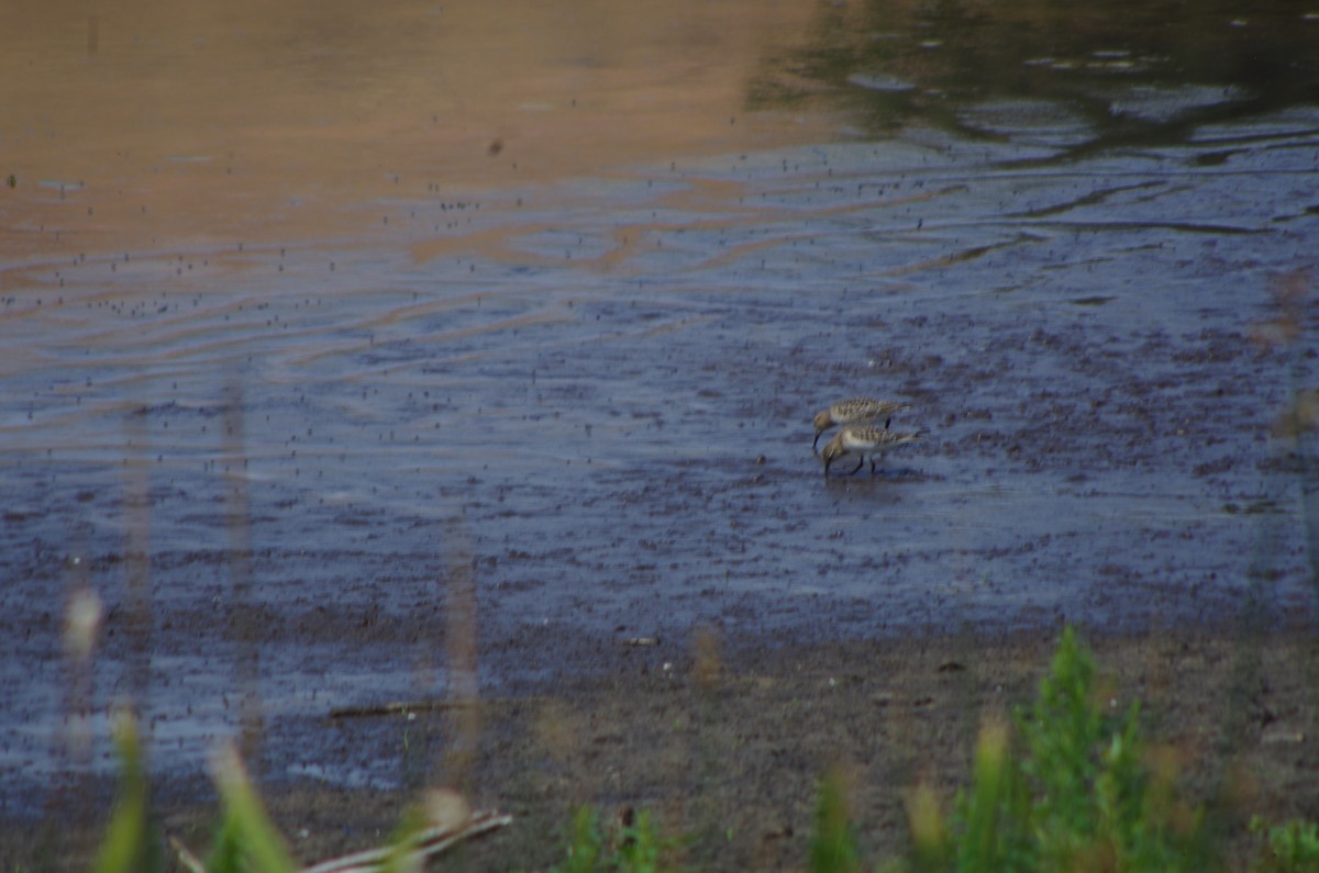 Baird's Sandpiper - ML622455705