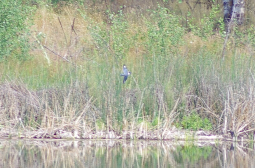 Belted Kingfisher - ML622455754