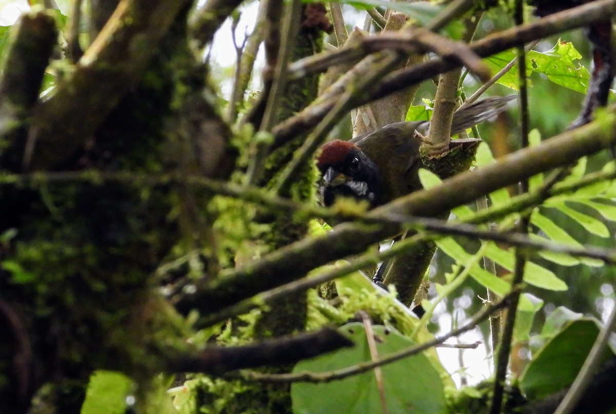 Sooty-faced Finch - ML622455782