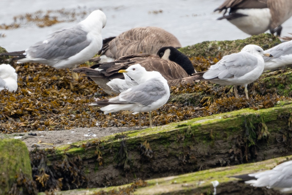 Short-billed Gull - ML622455797