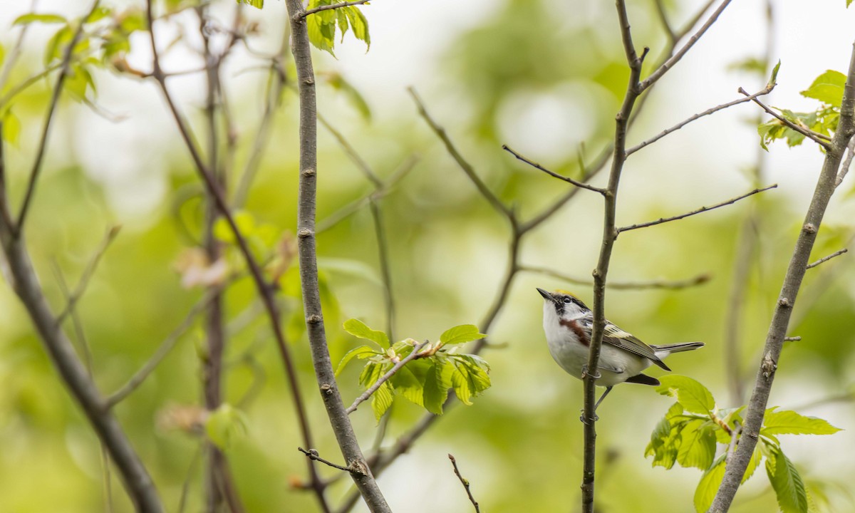 Chestnut-sided Warbler - ML622455841