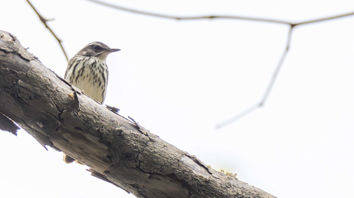 Louisiana Waterthrush - ML622455879