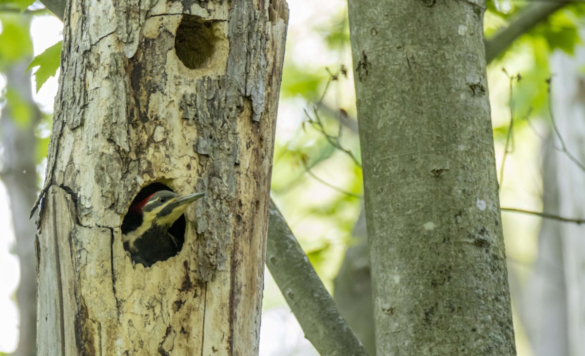 Pileated Woodpecker - ML622455958