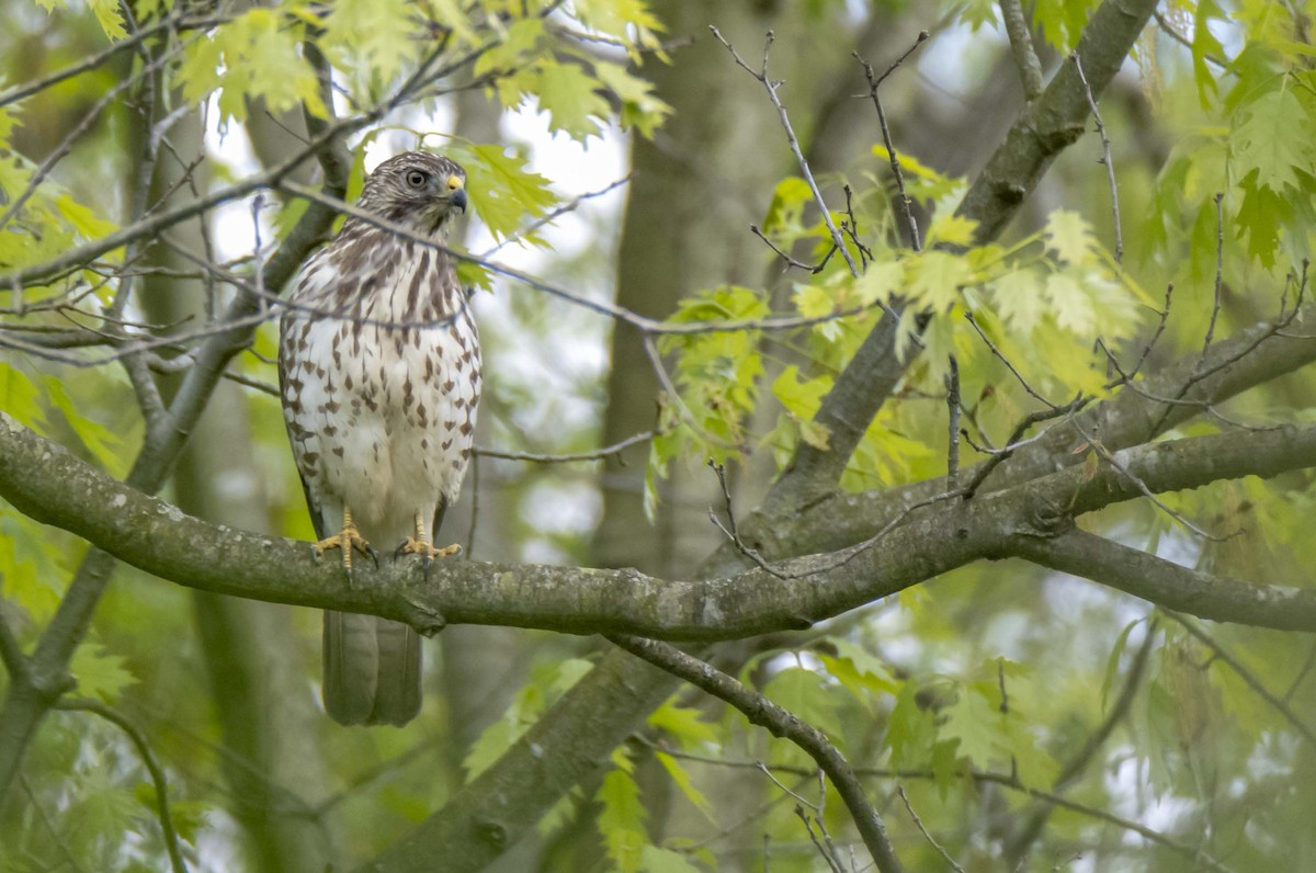 Broad-winged Hawk - ML622456023