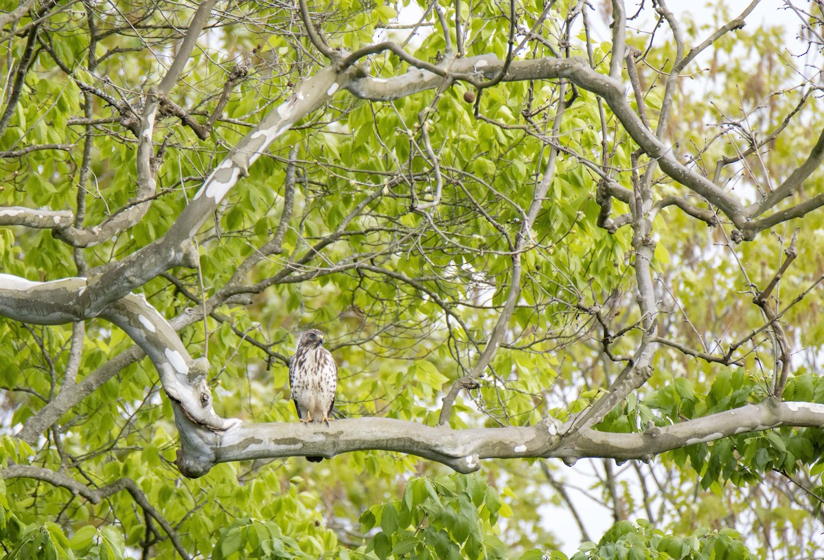 Broad-winged Hawk - ML622456024