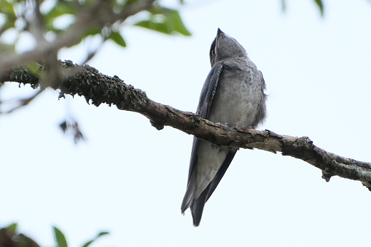 Gray-breasted Martin - ML622456132