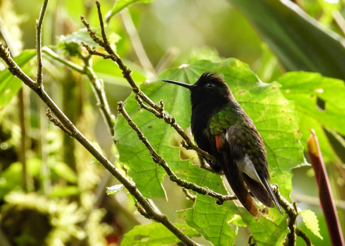 Black-bellied Hummingbird - ML622456138