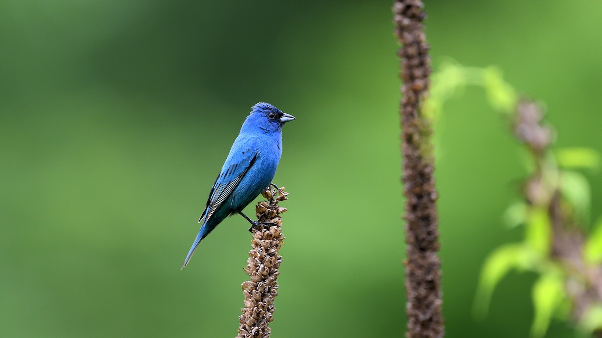 Indigo Bunting - ML622456206