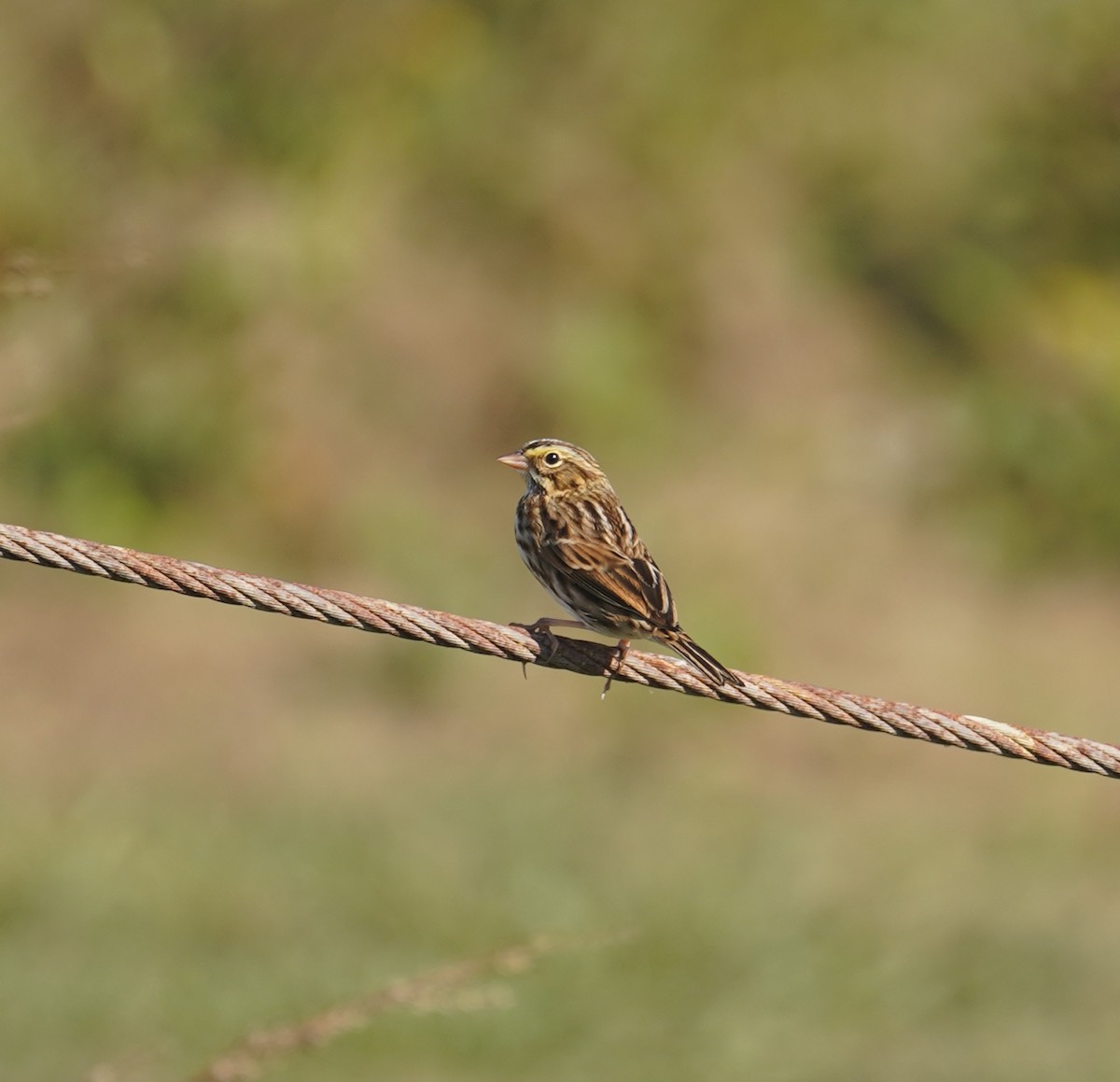 Savannah Sparrow - ML622456237