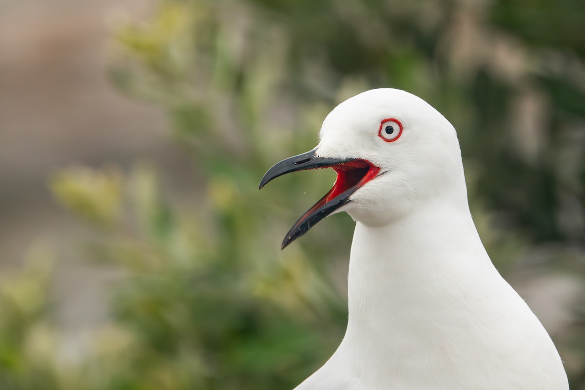 Mouette de Buller - ML622456301