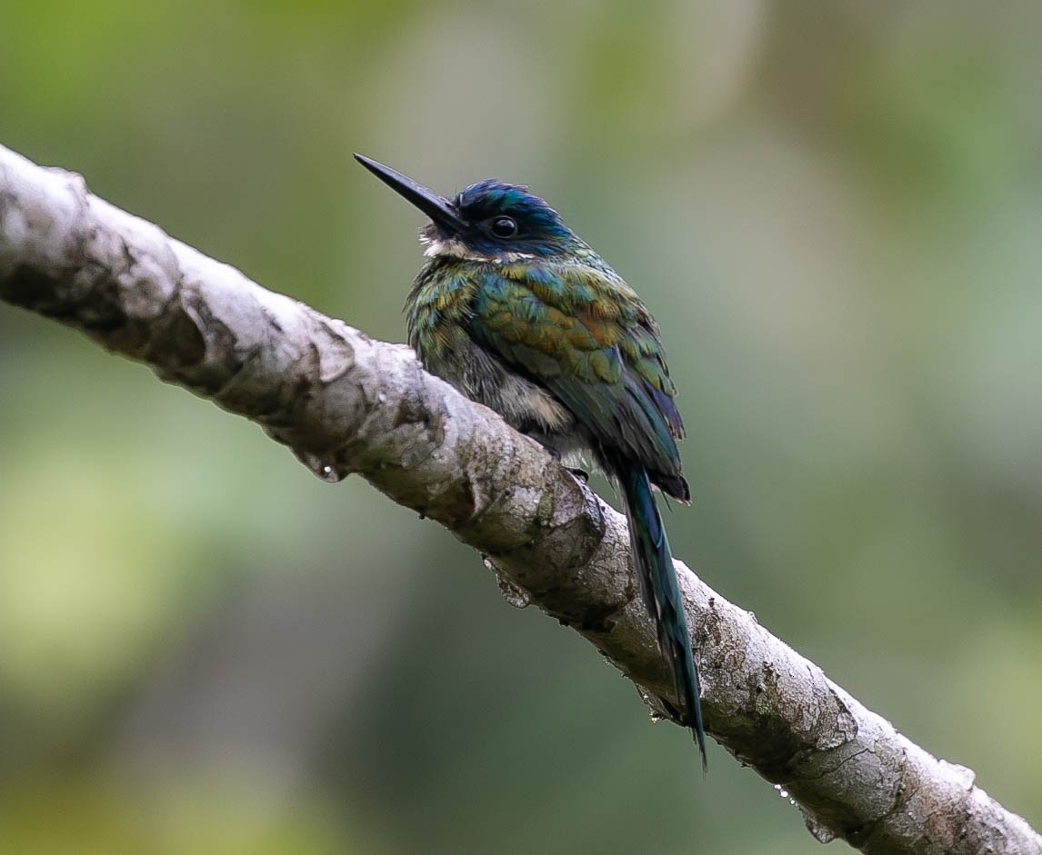 Bronzy Jacamar - ML622456310