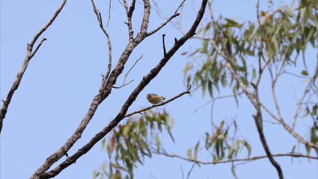 Striated Pardalote - ML622456358
