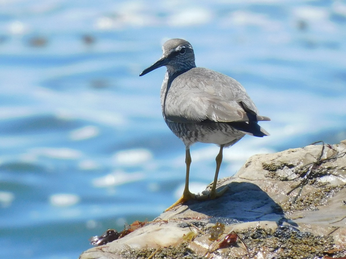 Wandering Tattler - ML622456362