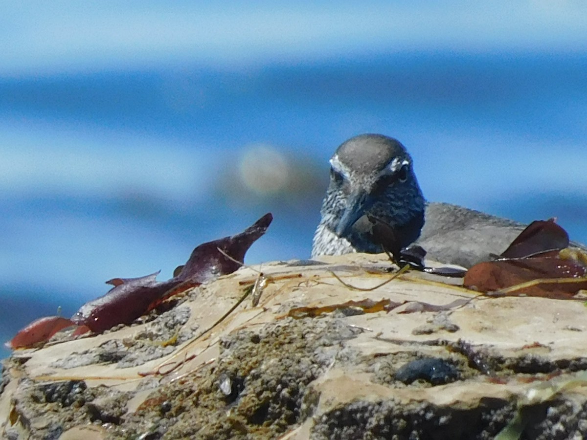 Wandering Tattler - ML622456364