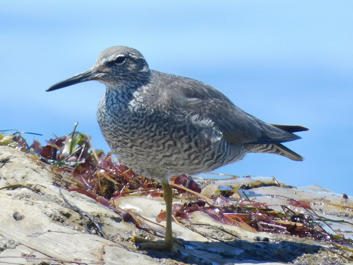 Wandering Tattler - ML622456365