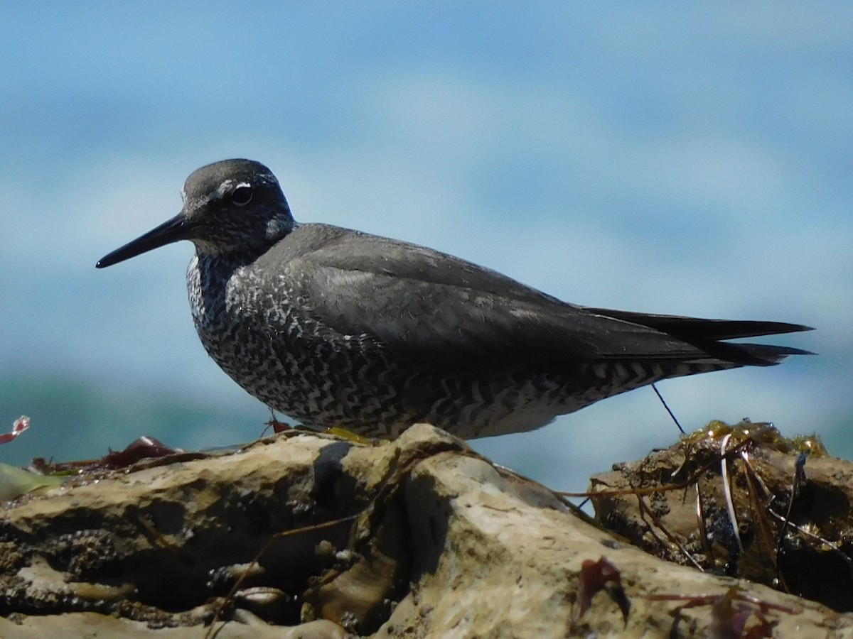 Wandering Tattler - ML622456368